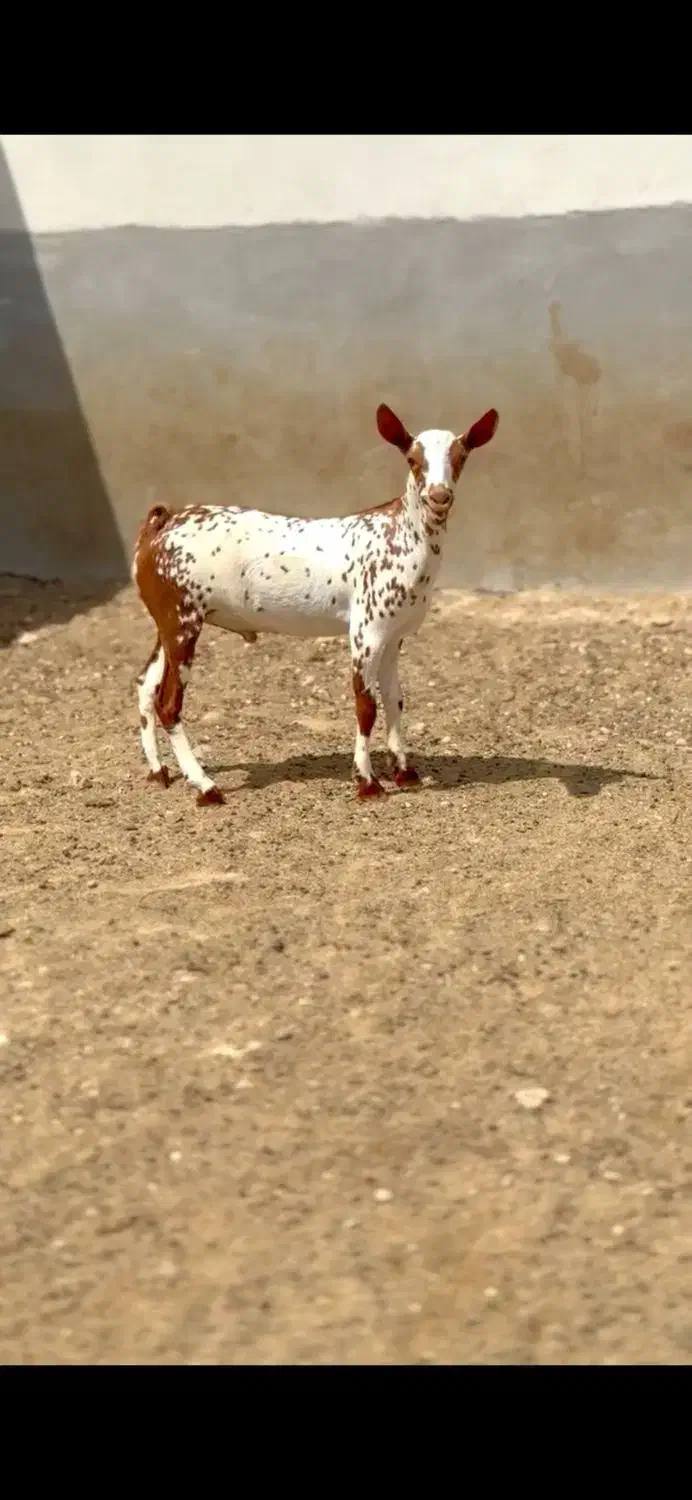 وارداتی ناب|حیوانات مزرعه|بروجن, |دیوار