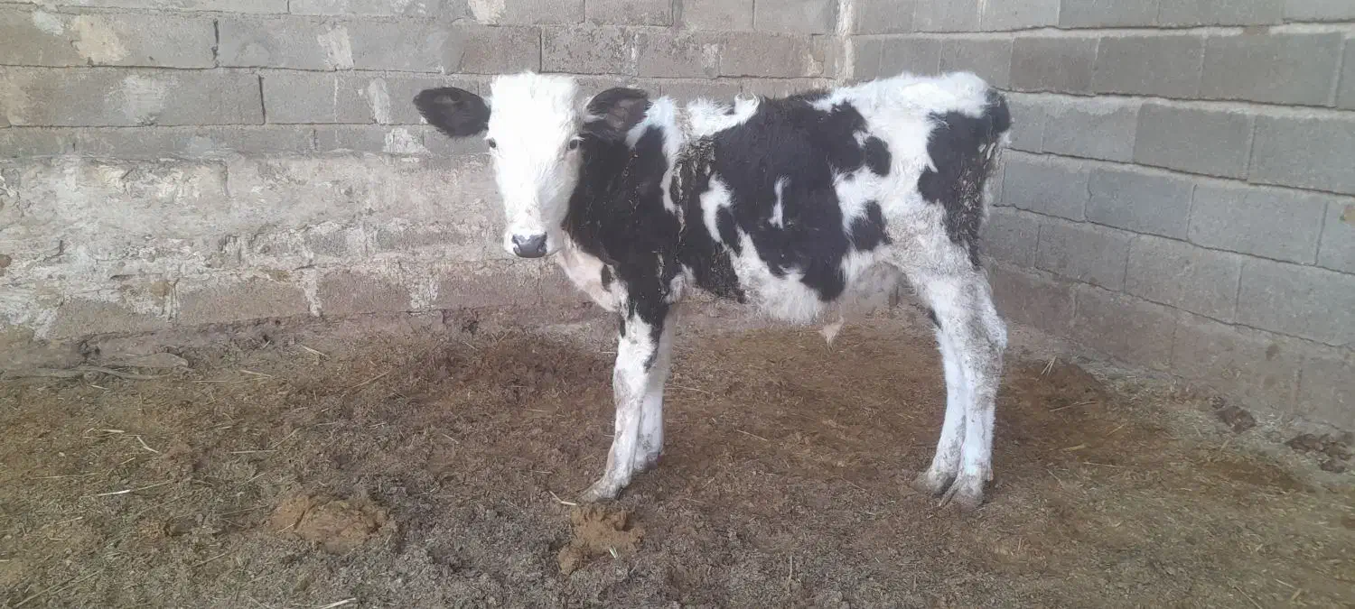 گاو یا گوسالیه نر سمینتال ۸ ماه|حیوانات مزرعه|شادگان, |دیوار