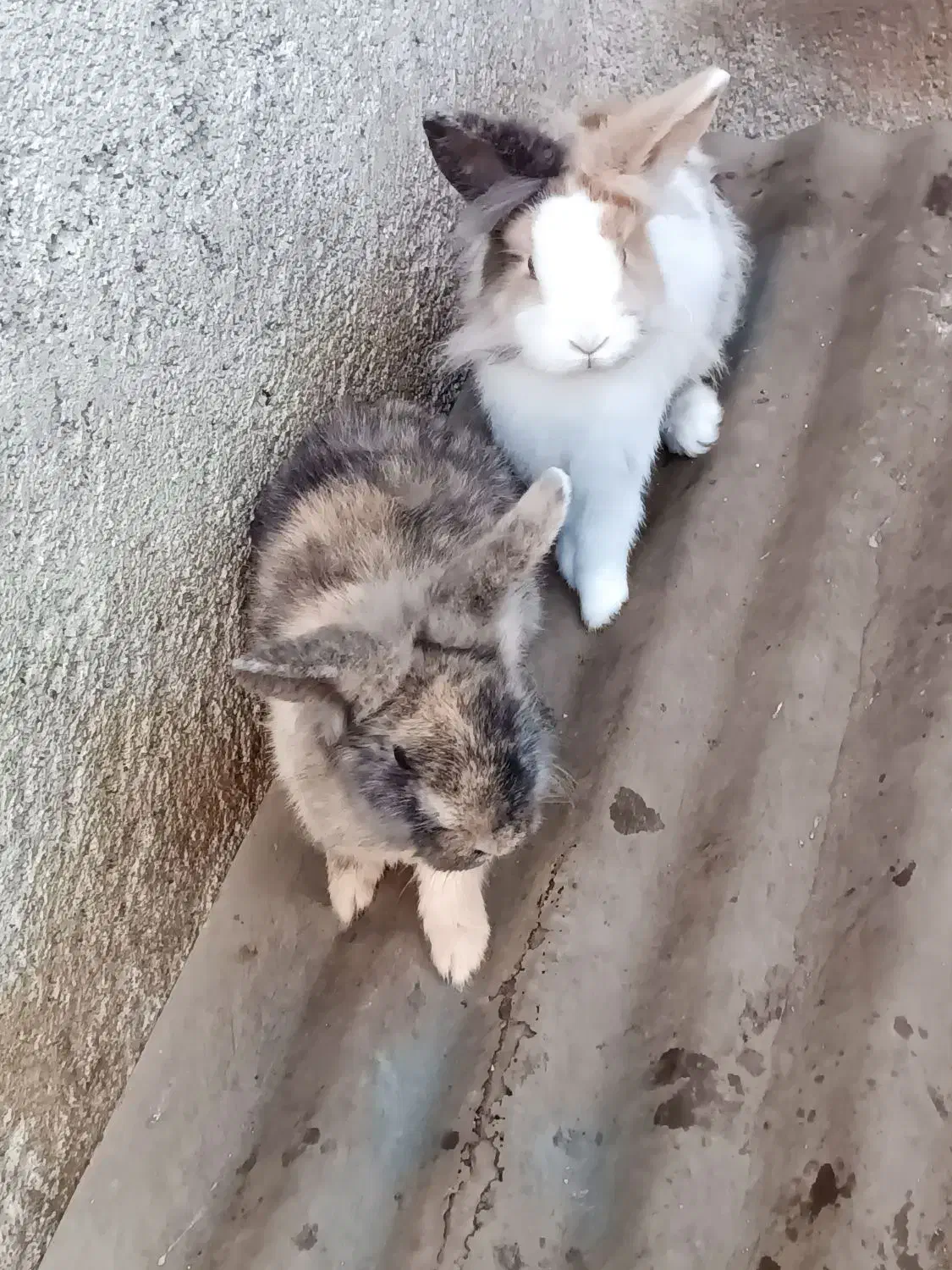 خرگوش|موش و خرگوش|رودسر, |دیوار