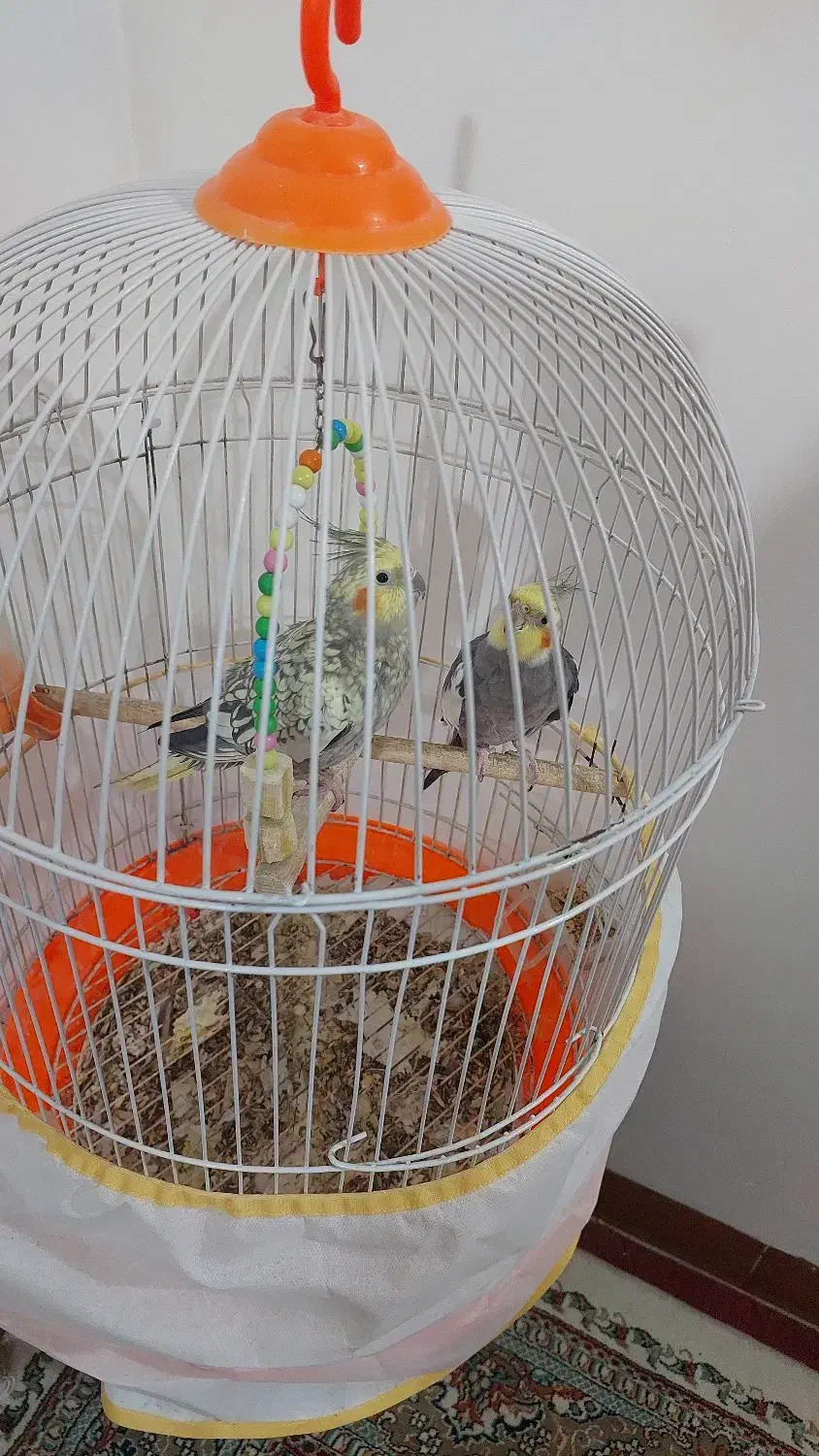 عروس هلندی|پرنده|بهشهر, |دیوار