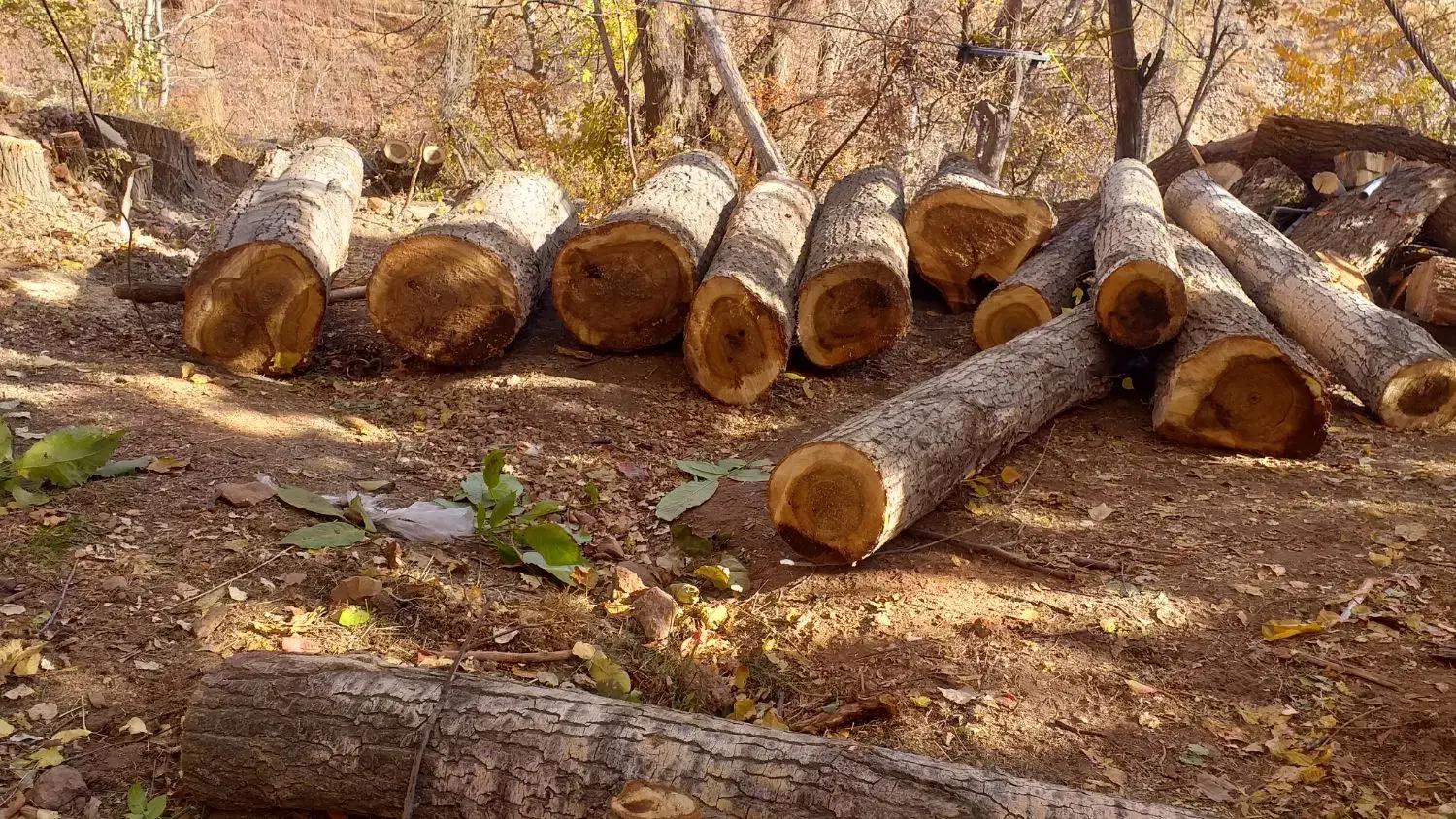 فروش چوب تبریزی|خدمات باغبانی و درختکاری|قزوین, |دیوار