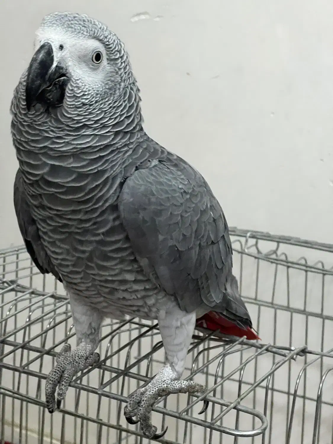 کاسکوی دم قرمز|پرنده|رشت, کوی قدس|دیوار