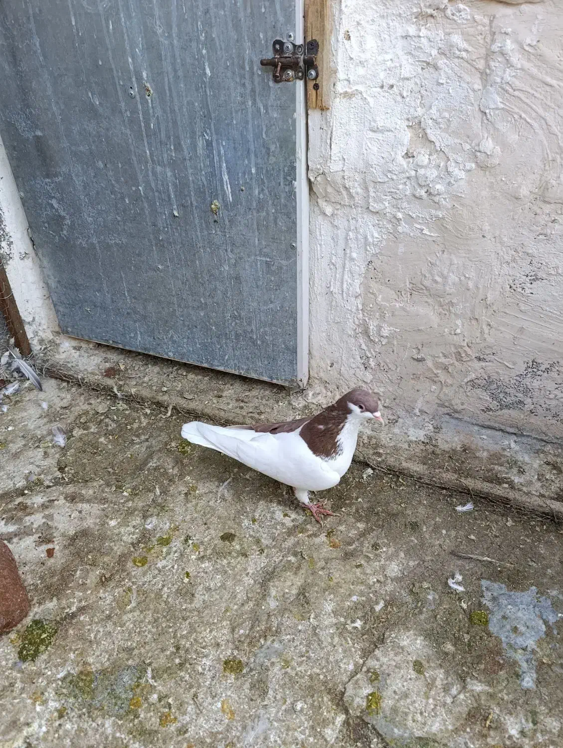 کبوتر چپ سرخ|پرنده|پاکدشت, شهرک انقلاب|دیوار