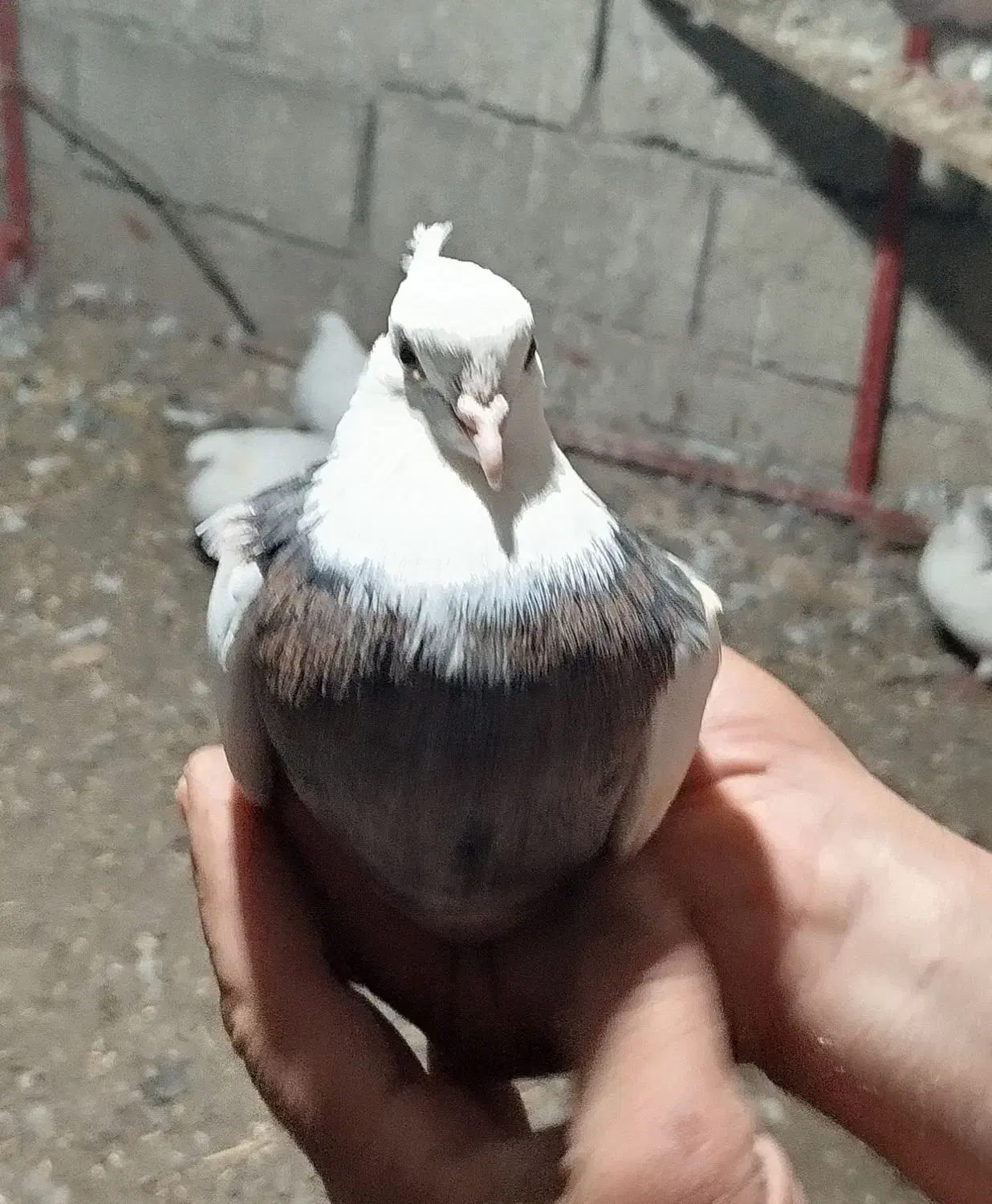 کبوتر|پرنده|ویلکیج, |دیوار