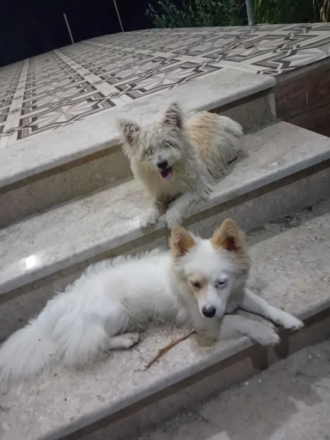 پاکوتاه گوش تیز|سگ|آستانه اشرفیه, |دیوار