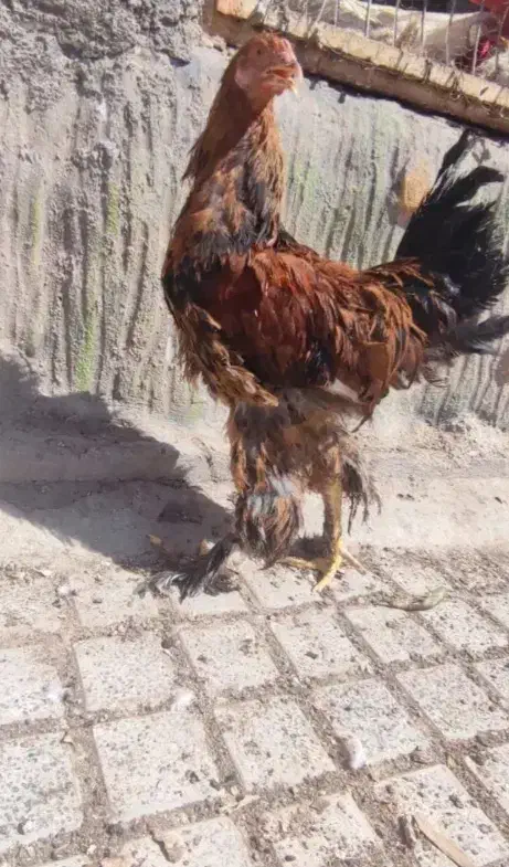 غول پیکر برهما و سلطان|حیوانات مزرعه|قم, در بهشت|دیوار