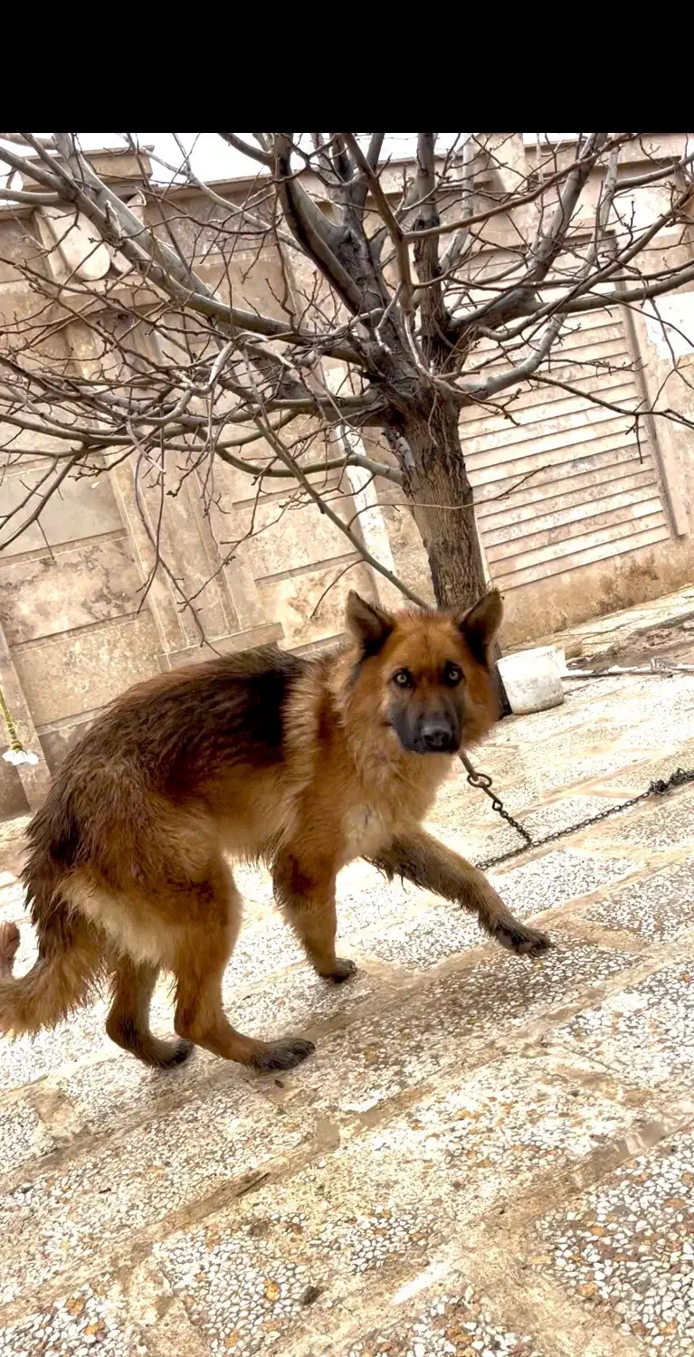 سگ ژرمن|سگ|رباط‌کریم, رباط‌کریم|دیوار