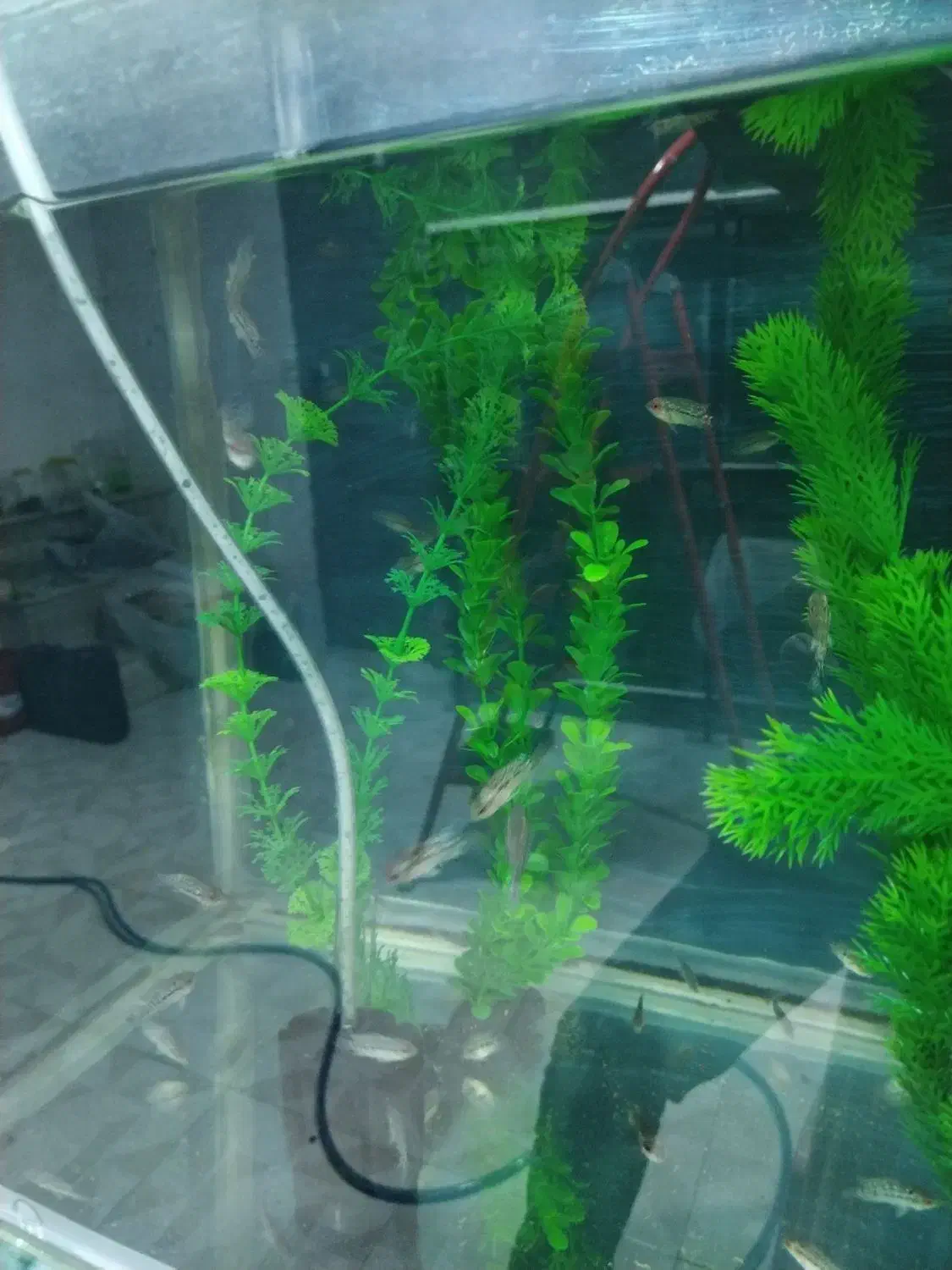 ماهی جوجه فلاور خوراک|ماهی|نیشابور, شهرک جانبازان|دیوار