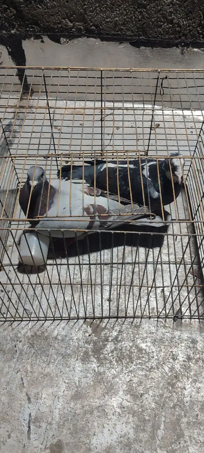 کفتر غریب گیر|پرنده|محمدشهر, محمدشهر|دیوار