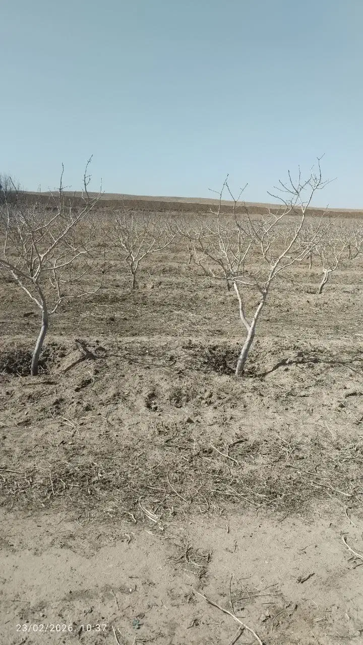 باغ پسته|فروش زمین و ملک کلنگی|تربتحیدریه, پائین ولایت|دیوار