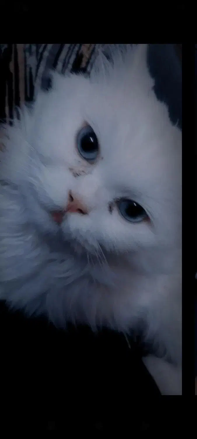 گمشده گربه|حیوانات|گرگان, |دیوار