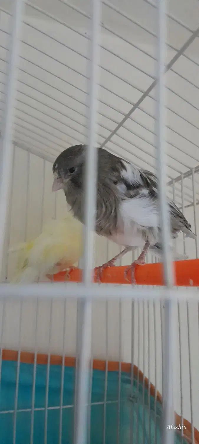 سه عددقناری طلایی|پرنده|بجنورد, |دیوار