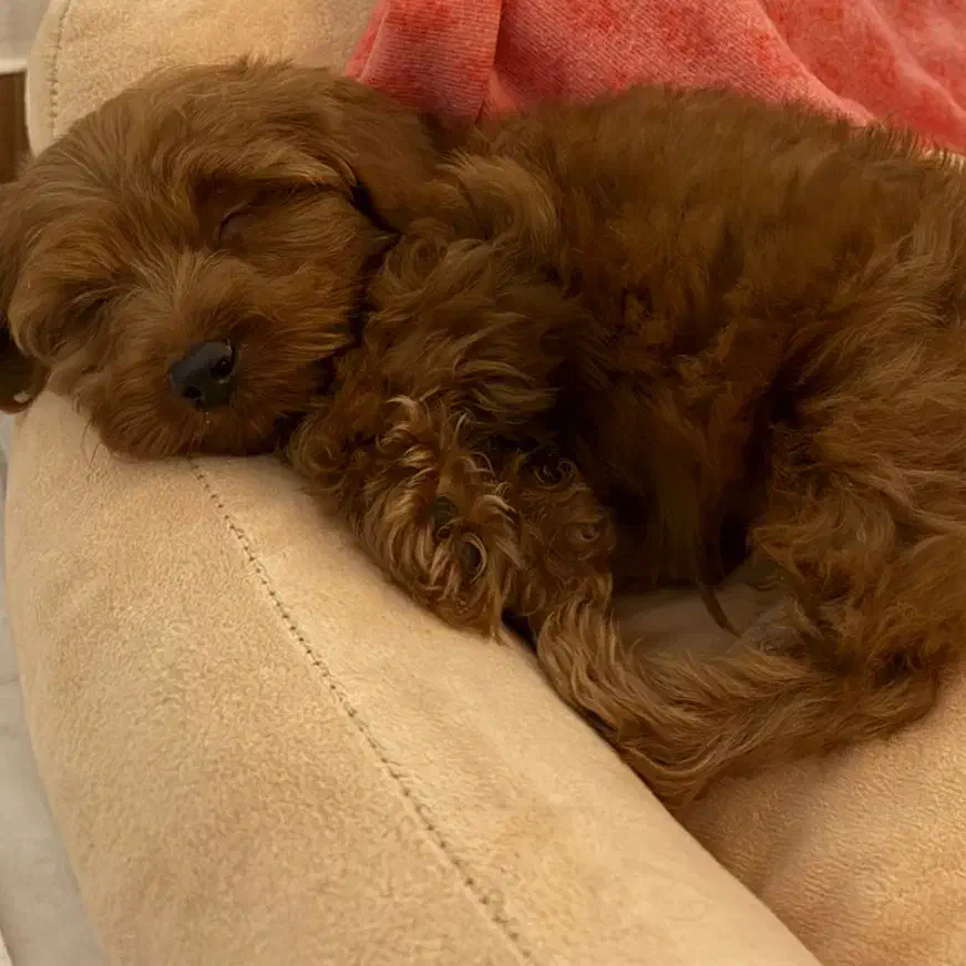 توله وارداتی توی پودل نر سه ماهه|سگ|ارومیه, |دیوار