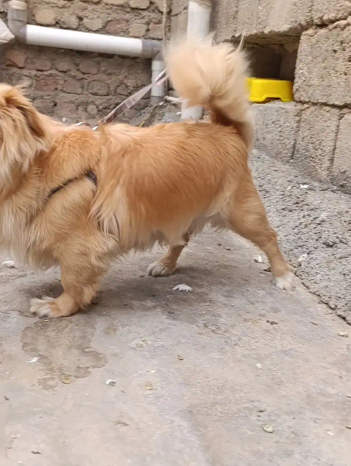 صگ شیتزو|سگ|کرمانشاه, |دیوار