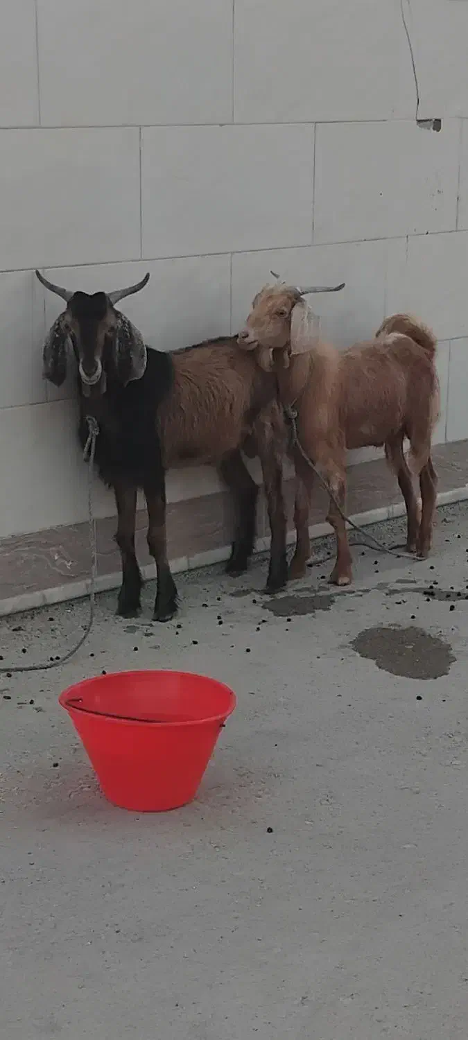 کهره نر|حیوانات مزرعه|بندر دیر, |دیوار