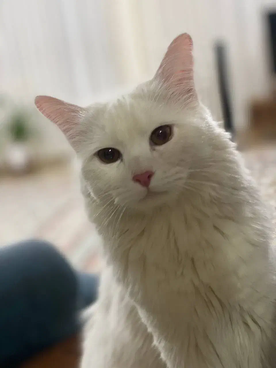 گربه ملوس و دوست داشتنی|گربه|نیشابور, مدرس|دیوار