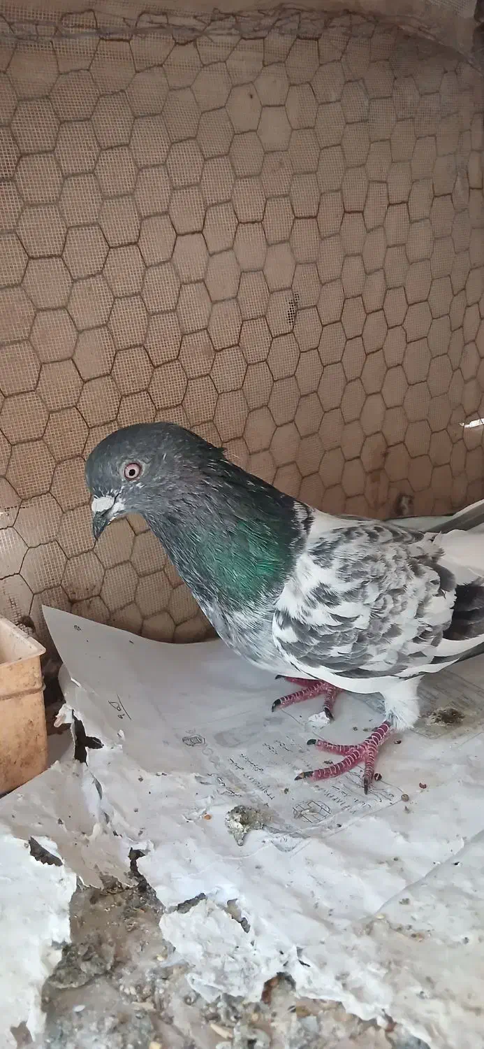 کبوتر|حیوانات|بندرعباس, |دیوار