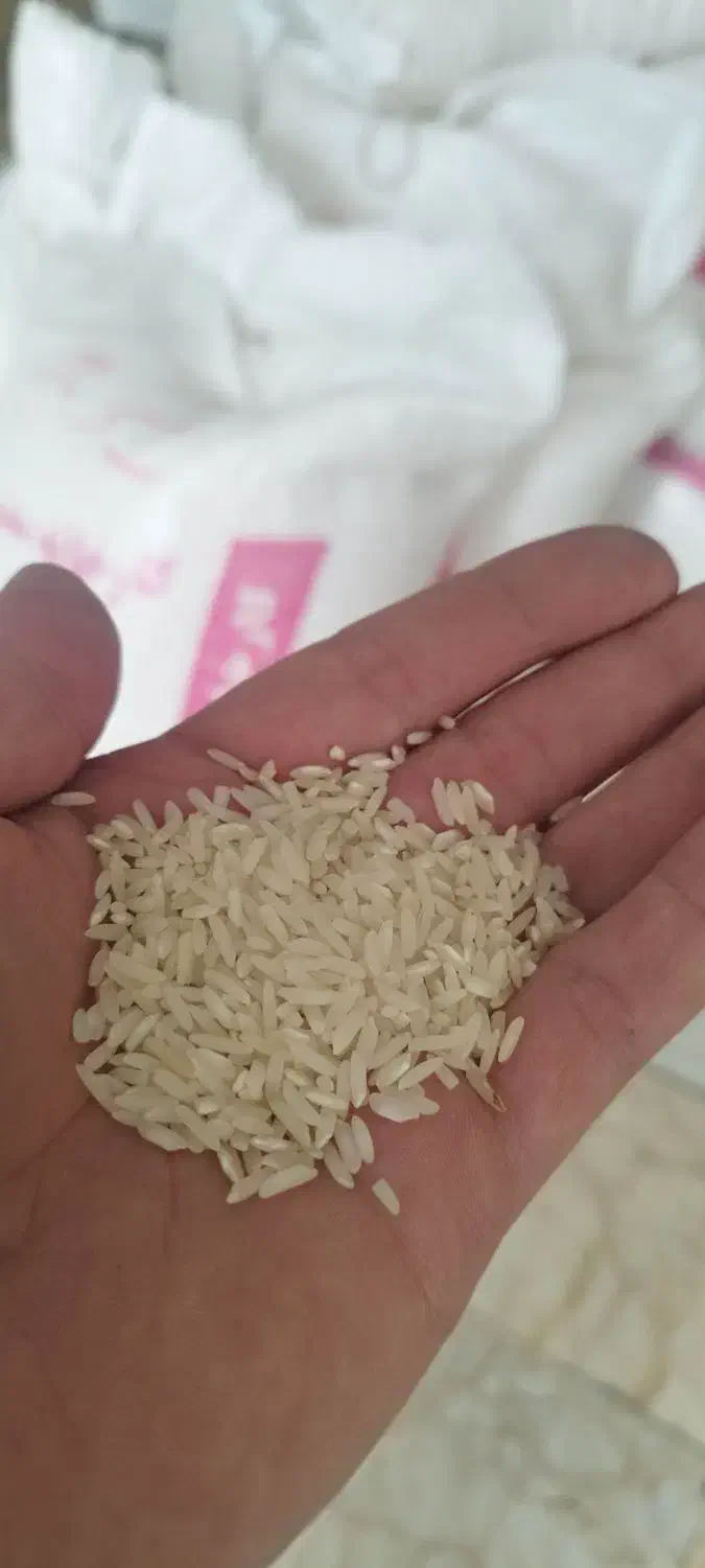 ۱۰۰ کیلو برنج هاشمی محصول خودمون|خوردنی و آشامیدنی|آستارا, |دیوار