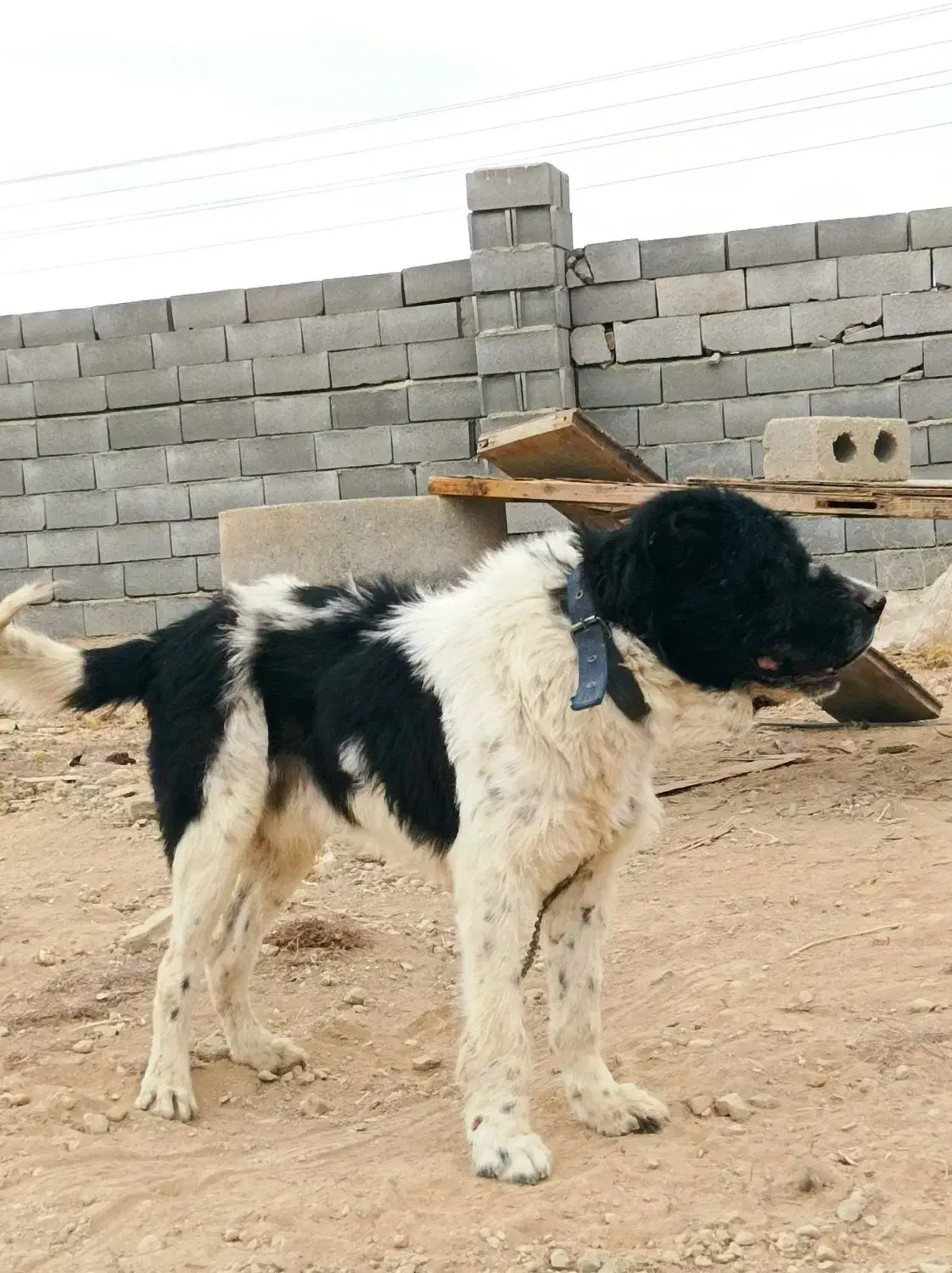 سگ گله ای نر|سگ|اصفهان, باغ نگاره|دیوار