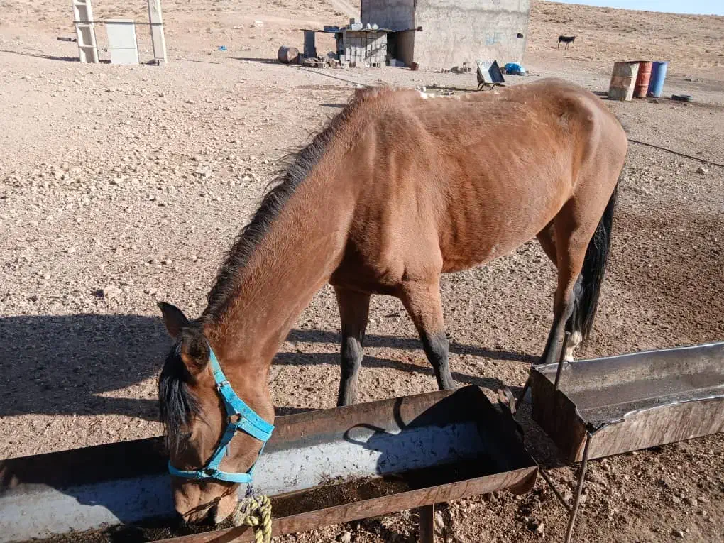 دو تا اسب مادیون|اسب و تجهیزات اسبسواری|خرم بید, |دیوار