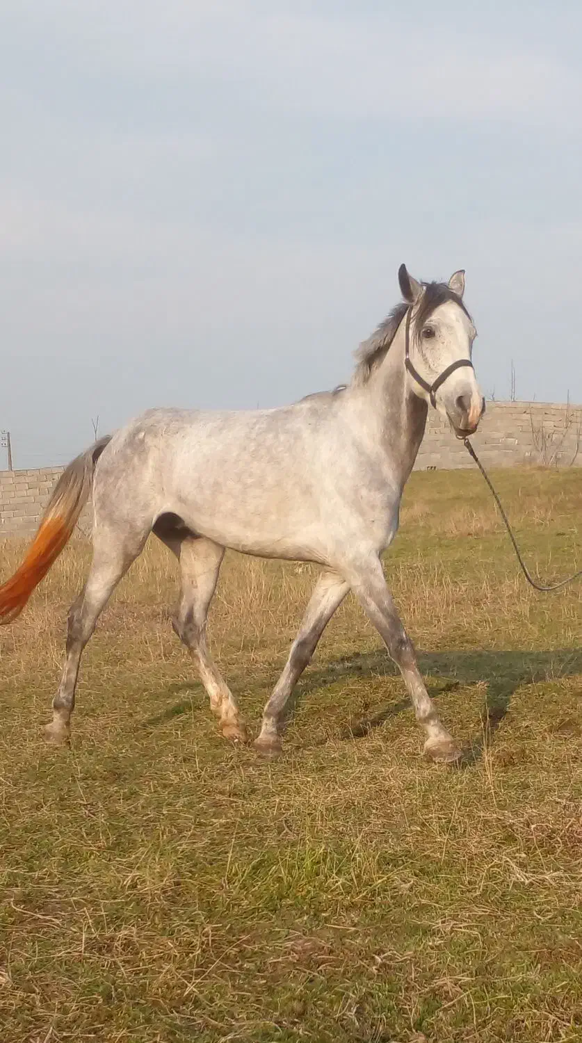 نریان عرب|اسب و تجهیزات اسب‌سواری|تنکابن, |دیوار