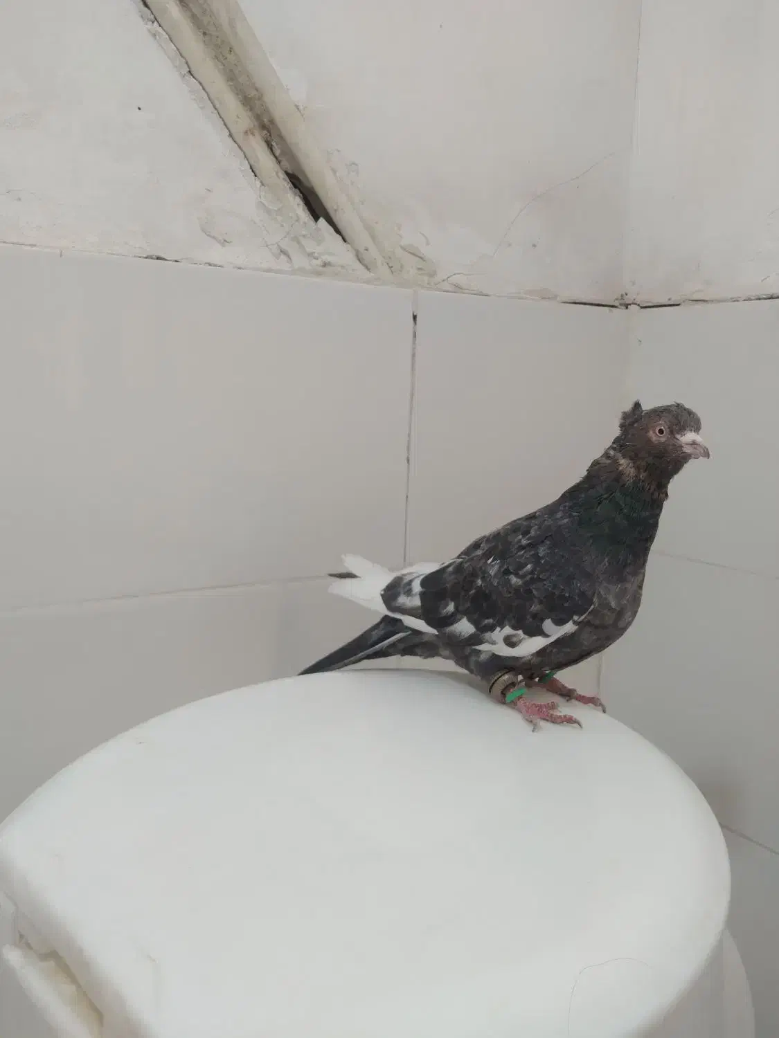 کفتر صید۳عدد نر|پرنده|مشهد, شهید قربانی|دیوار