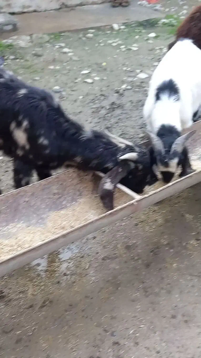 بز ماده پلنگی|حیوانات مزرعه|سیمین شهر, |دیوار