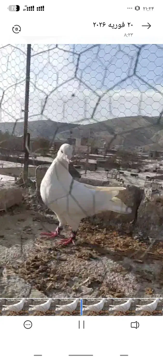 کفتر|پرنده|شیروان (خراسان), |دیوار