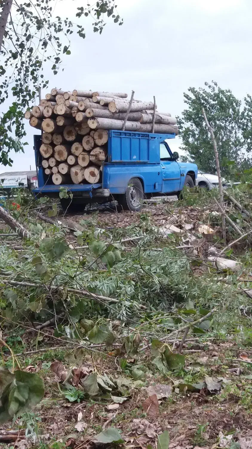 خریدار چوب باغی و جنگلی با بهترین قیمت|خدمات باغبانی و درختکاری|تنکابن, |دیوار