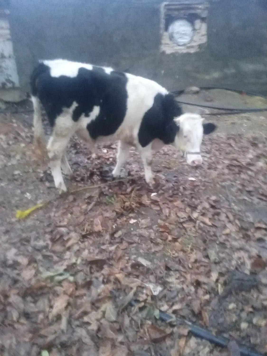 گوساله ی سیمنتال|حیوانات مزرعه|سنندج, |دیوار