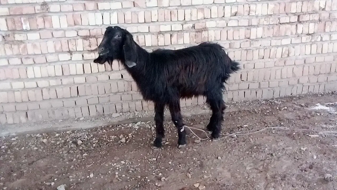 بز.|حیوانات مزرعه|آستارا, |دیوار