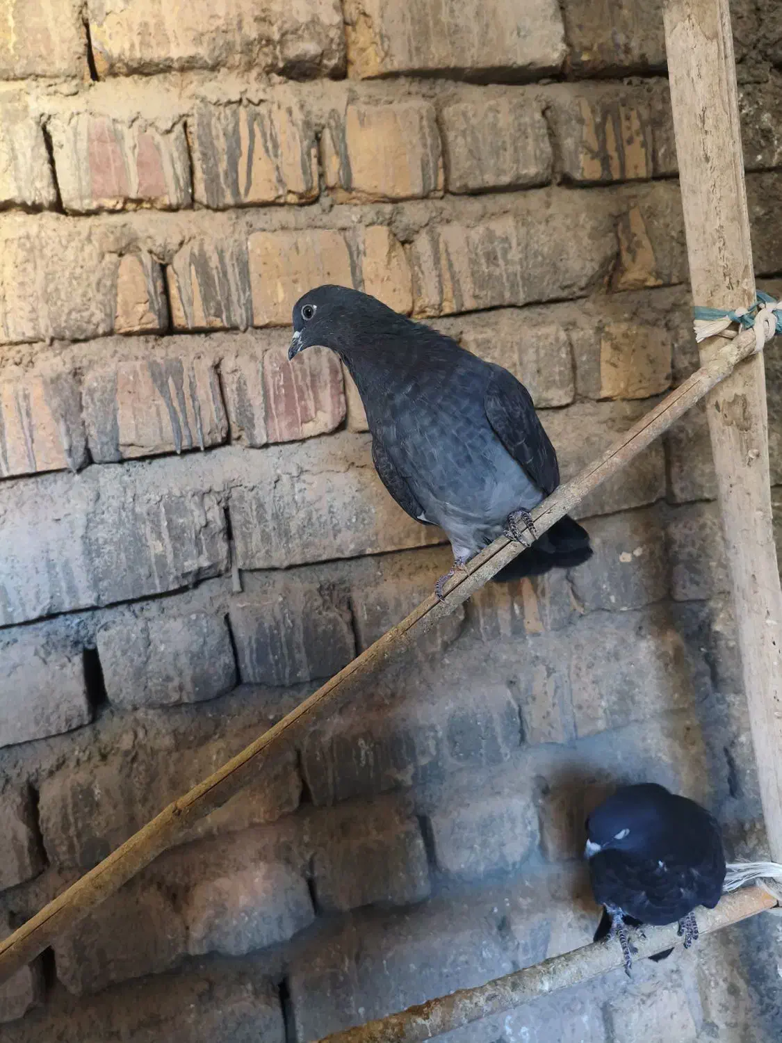 کبوتر زاغ|پرنده|قم, انسجام|دیوار