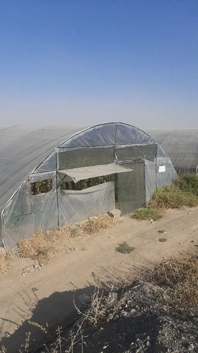 گلخانه طونلی ۲ عدد|فروش دفتر صنعتی، کشاورزی، تجاری|قلندر آباد, |دیوار