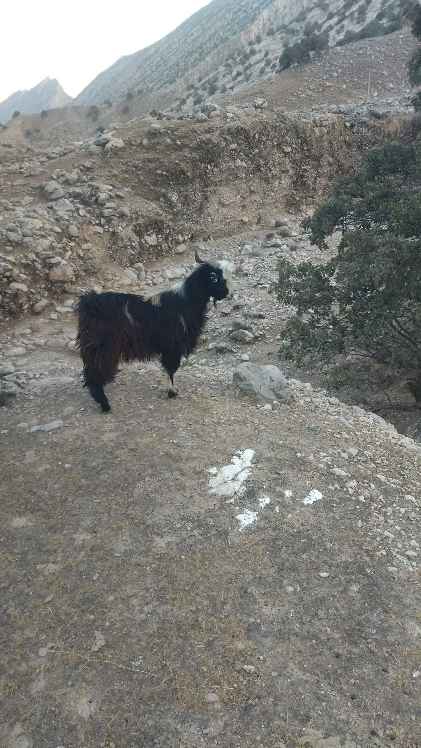 قیمت27میلیون|حیوانات مزرعه|لنده, |دیوار