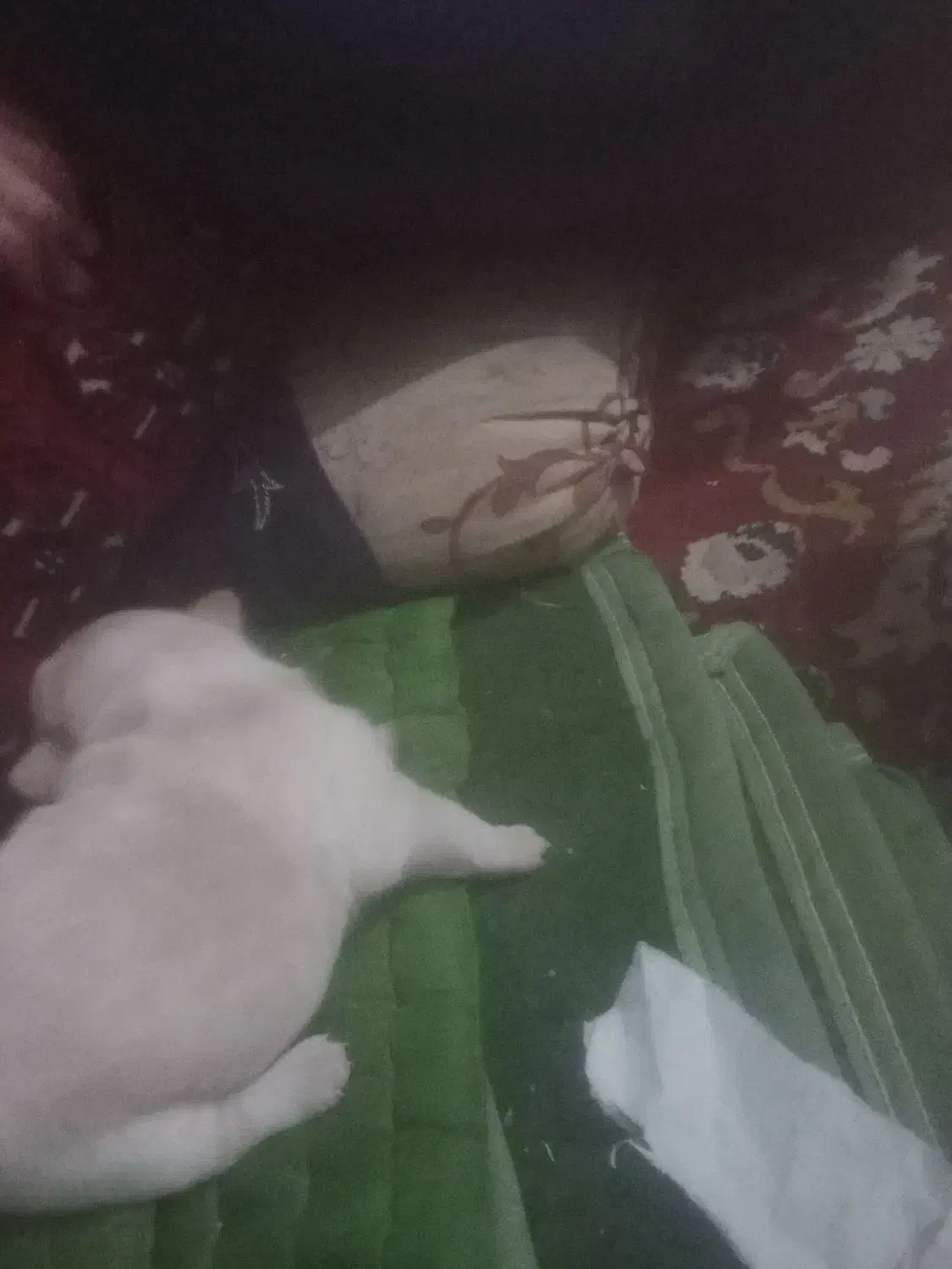 سگ پاکوتا|سگ|بم, |دیوار