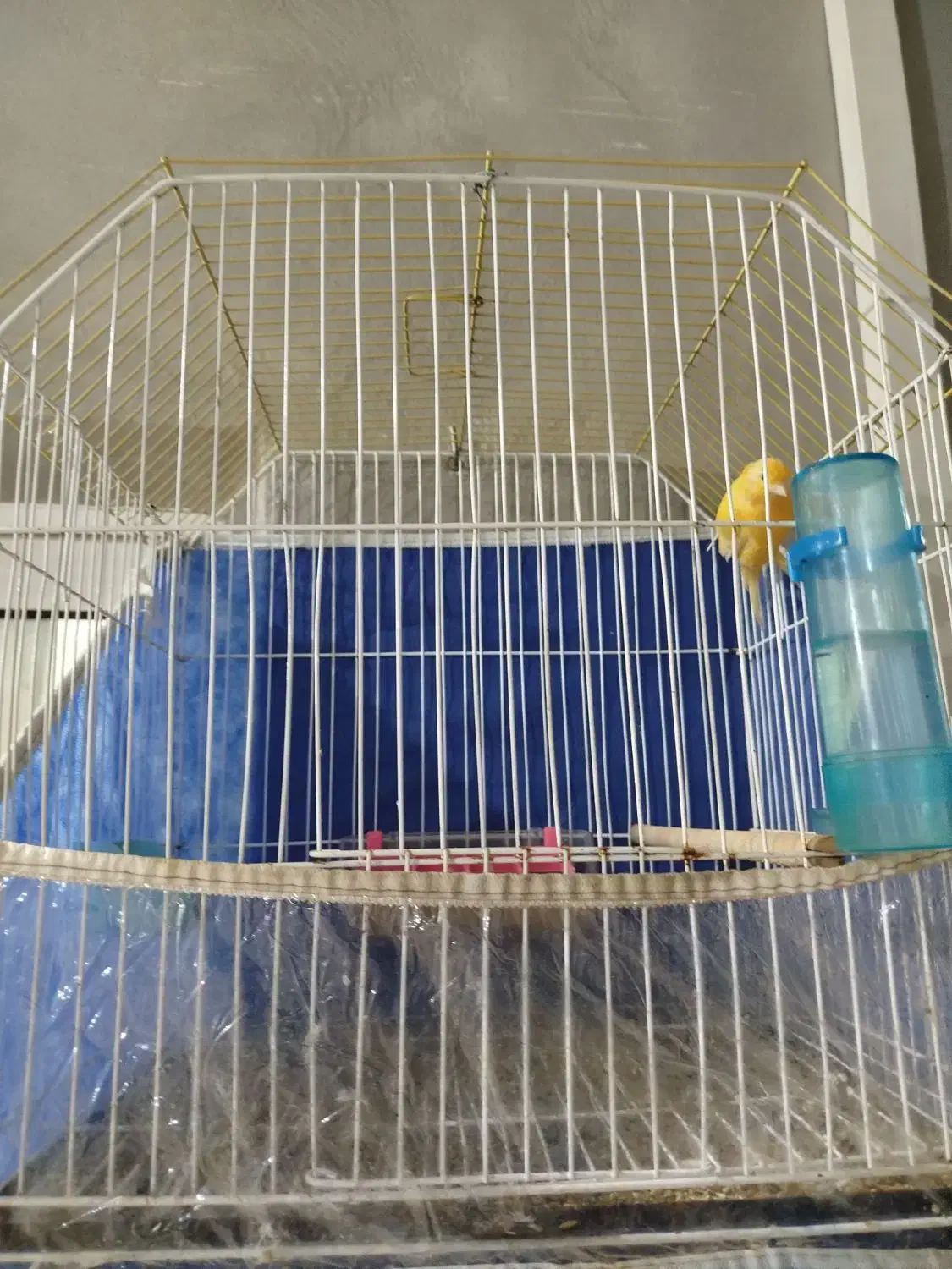 قناری نر ریزه خون|پرنده|بندرعباس, |دیوار