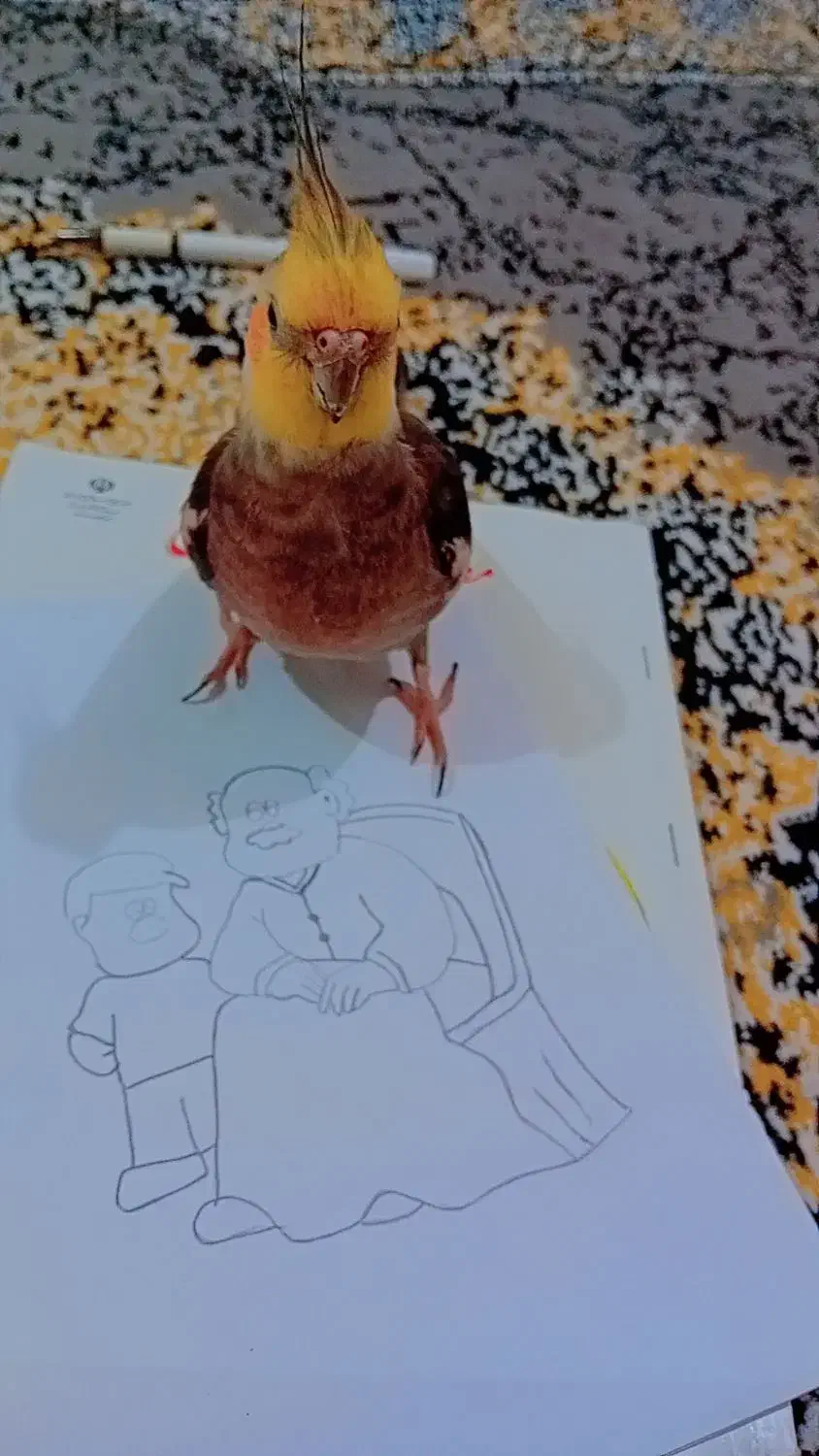 عروس هلندی گمشده|حیوانات|فاضل آباد, |دیوار