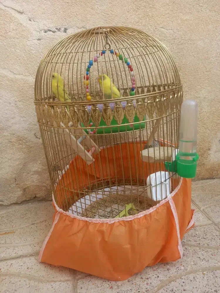 فروش یک جفت مرغ عشق جوان و سرحال|پرنده|بانه, |دیوار