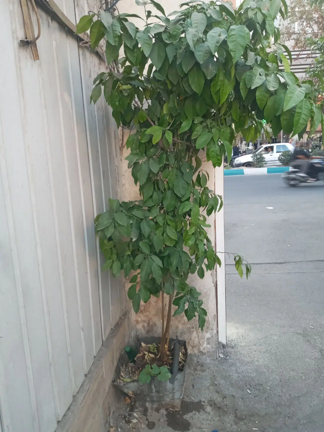 درخت پرتغال|گل و گیاه طبیعی|تهران, طیب|دیوار