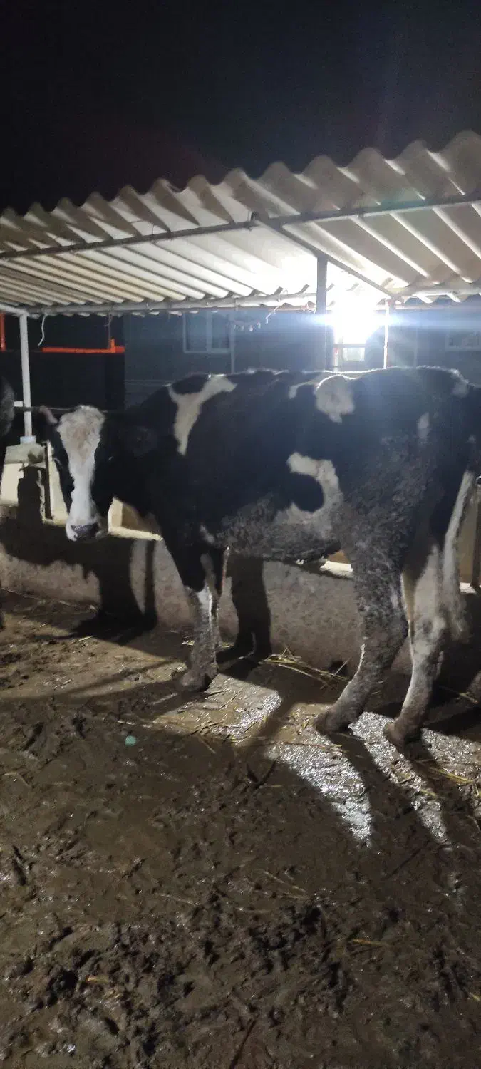 گاو قربانی|حیوانات مزرعه|سیمین شهر, |دیوار