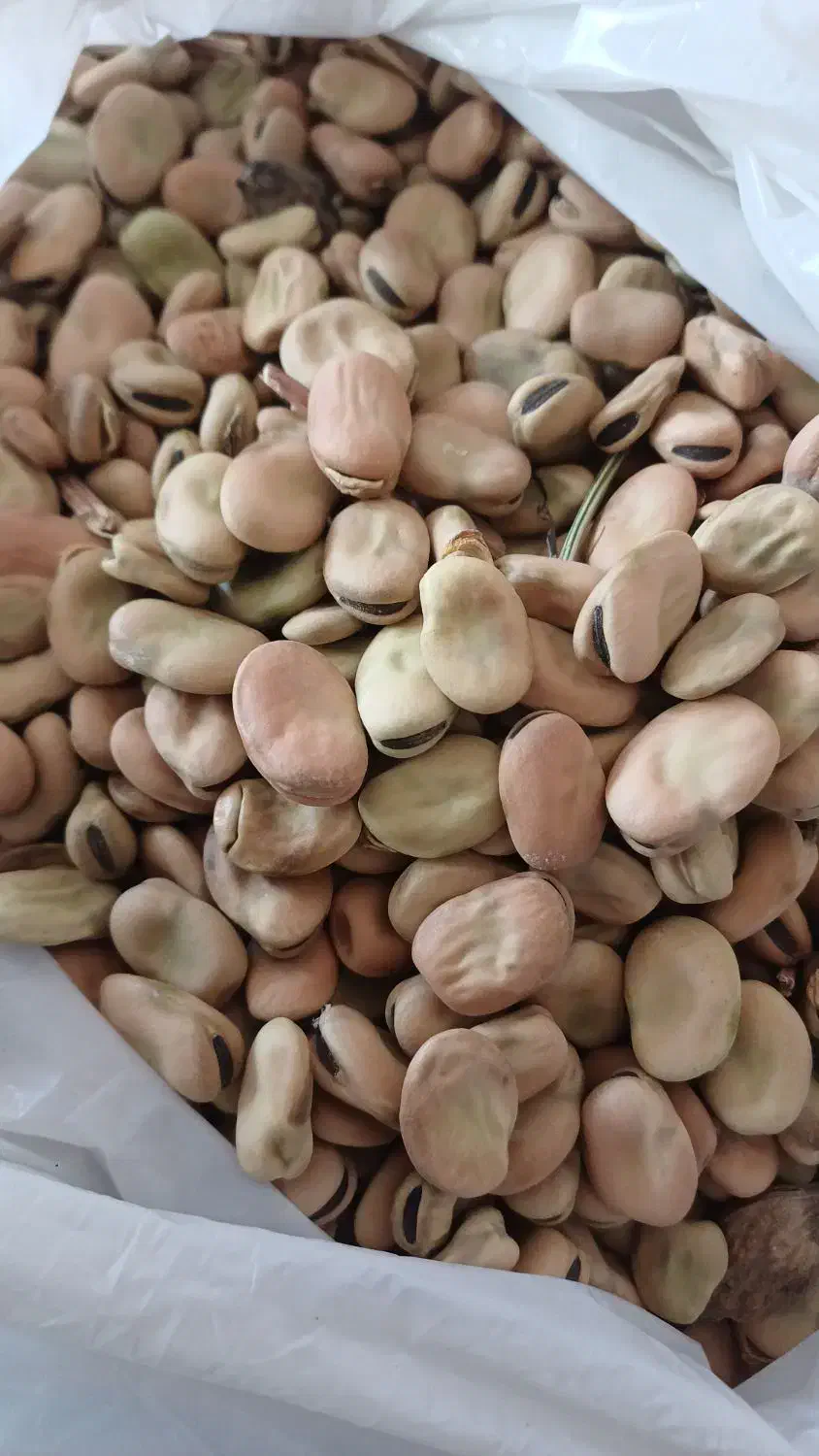 پاخلا|گل و گیاه طبیعی|سراب, |دیوار