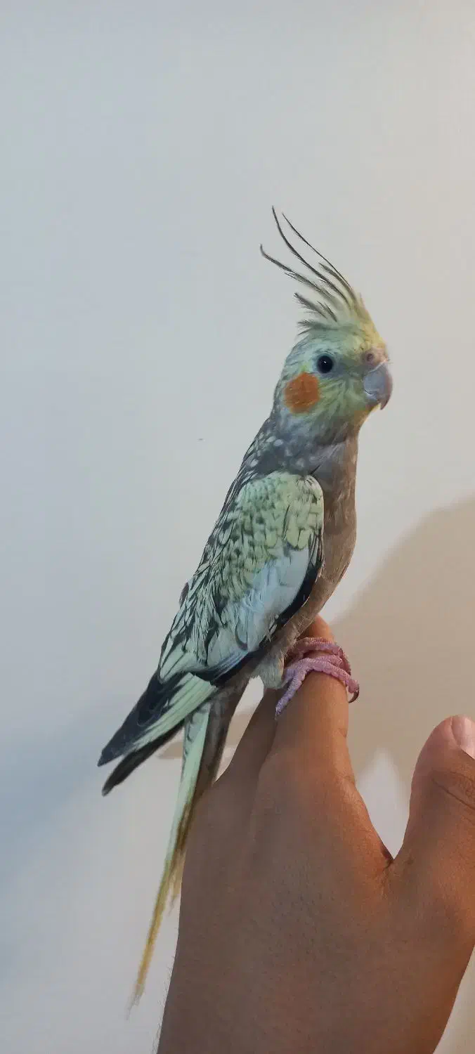 ۱جفت عروس هلندی|پرنده|اهر, |دیوار