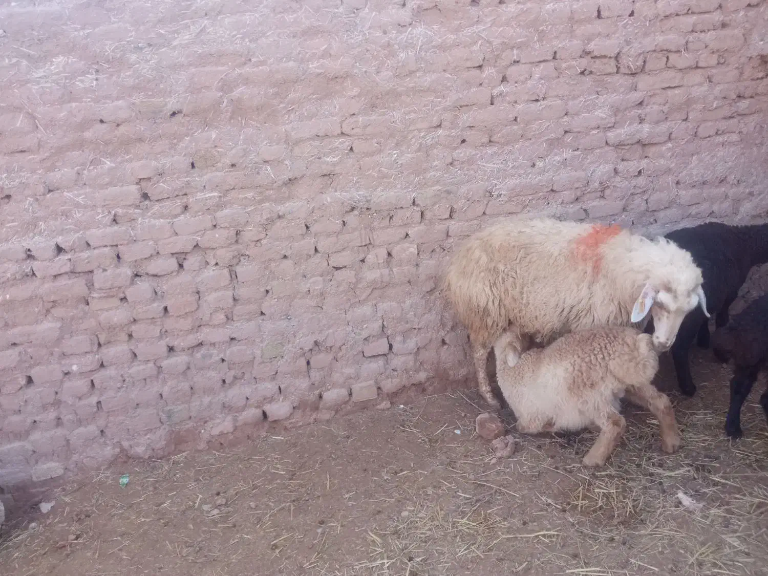 میش وبره|حیوانات مزرعه|تربت جام, جامرود|دیوار