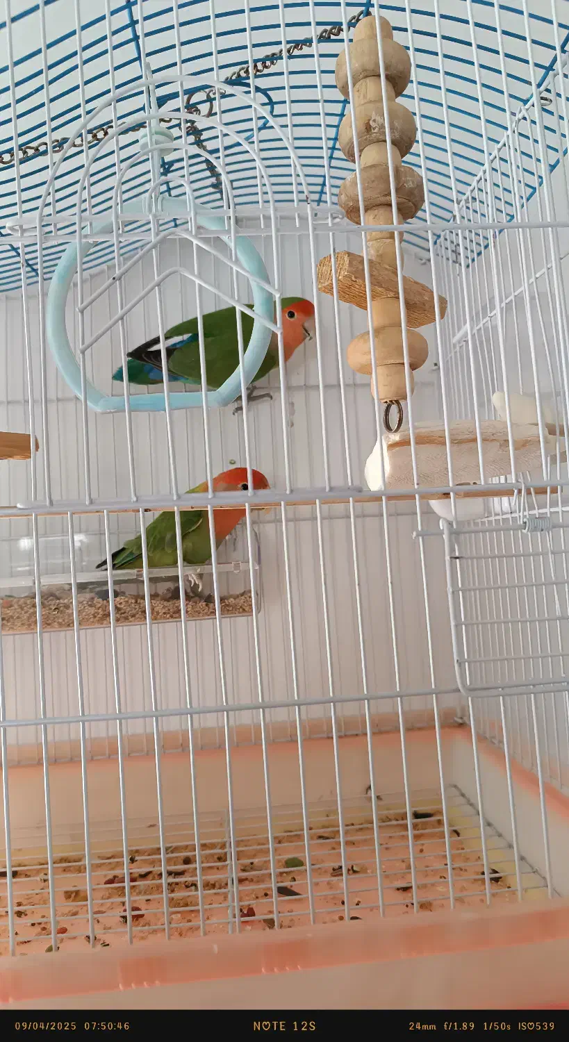 طوطی برزیلی|پرنده|جیرفت, |دیوار