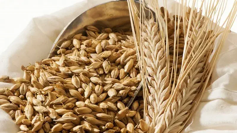 نهاده های دامی و کشاورزی|فعالیت داوطلبانه|تربت جام, معدآباد|دیوار