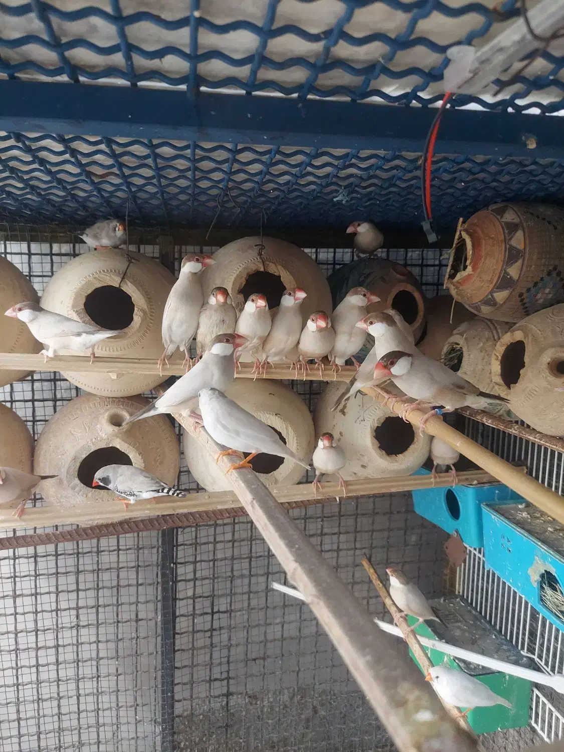 فنچ نرگسی|پرنده|بندرعباس, |دیوار