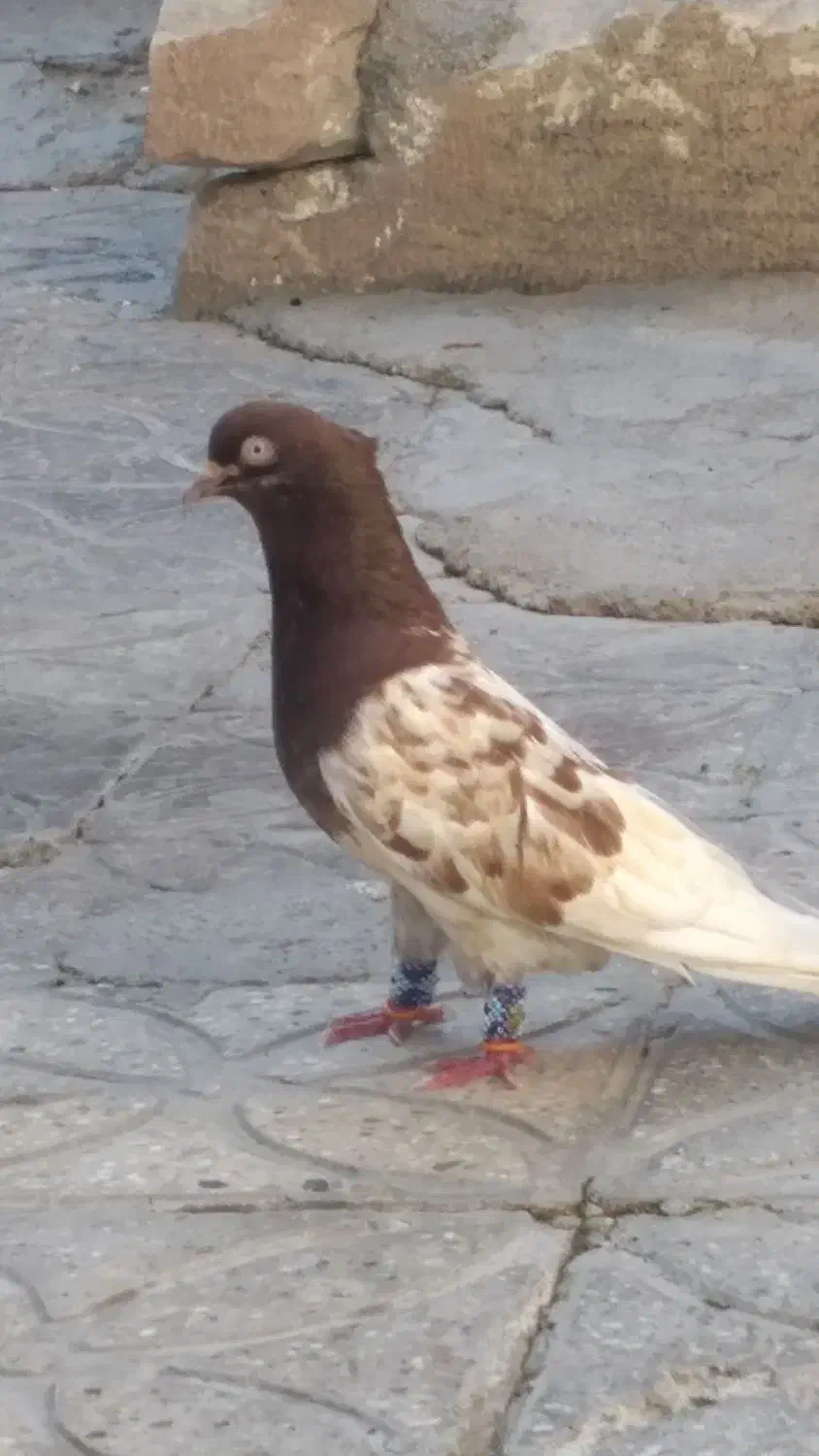 کبوتر کله ای|پرنده|فیروزآباد (فارس), |دیوار