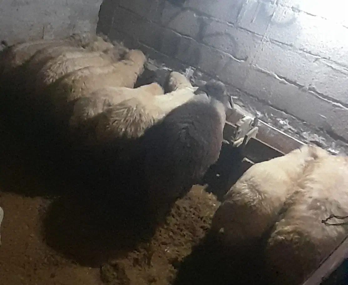 دوعددگوسفند شکم دار بره نر ام دارم|حیوانات مزرعه|تالش, هشتپر|دیوار