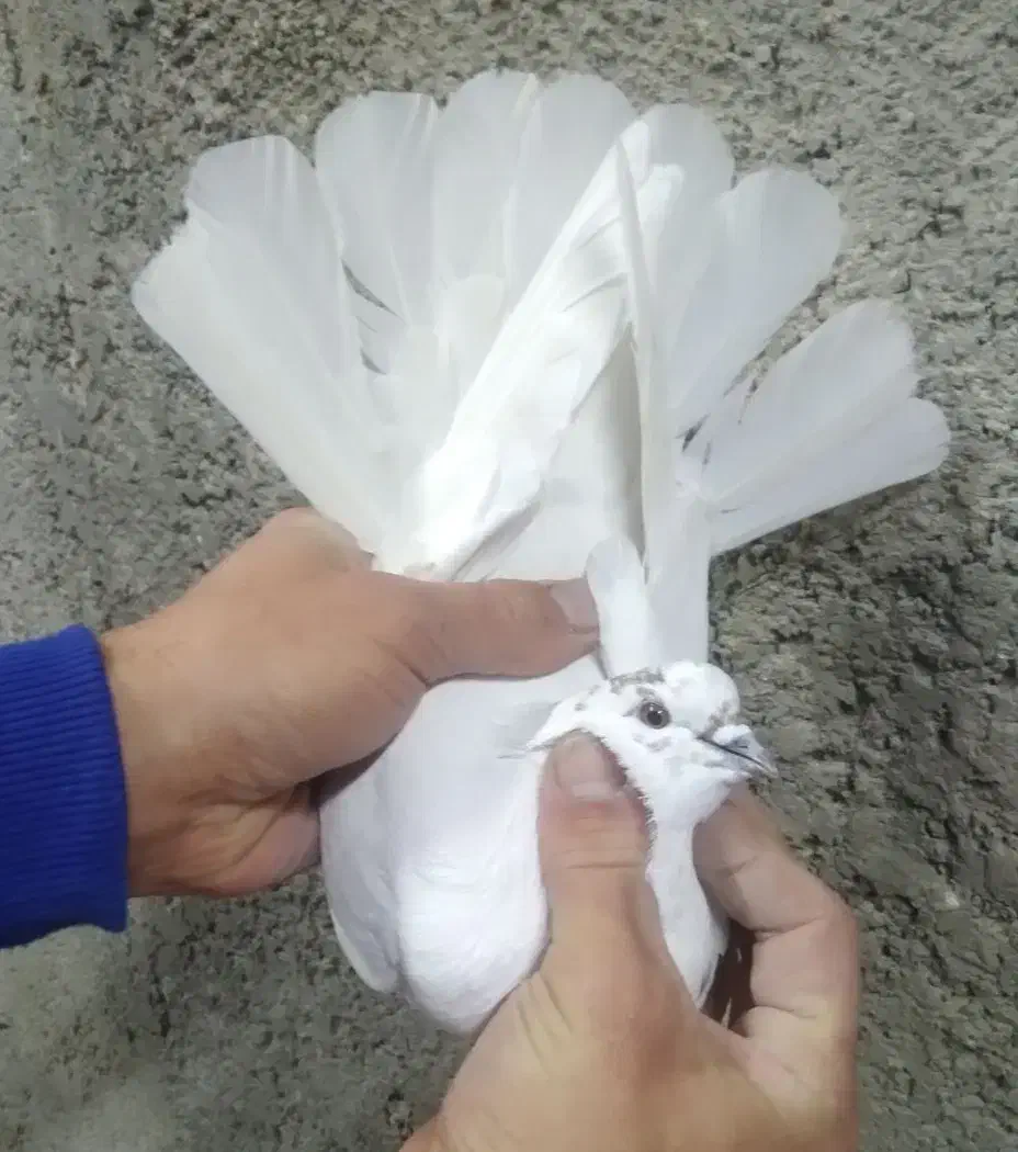 کفتر غریب گیری|پرنده|رباطکریم, شترخوار|دیوار