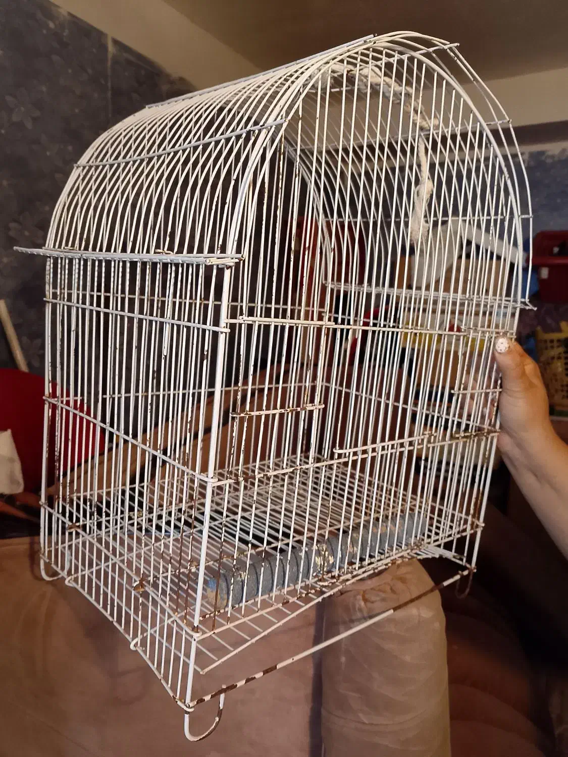 قفس پرنده|لوازم جانبی حیوانات|قزوین, |دیوار